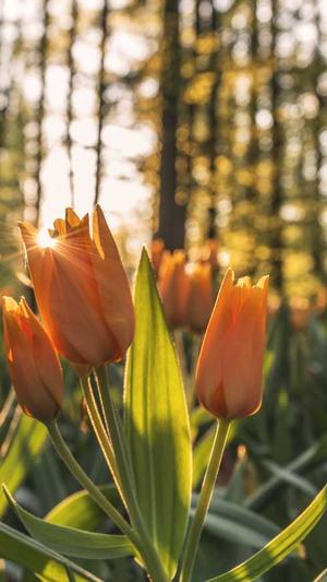 冒险岛蘑菇神社攻略截图1