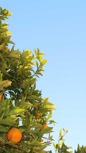 传奇私服宣传网截图2