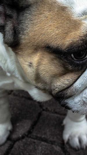 冒险岛十字猎人任务流程截图4