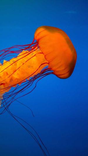 传奇私1.85截图5