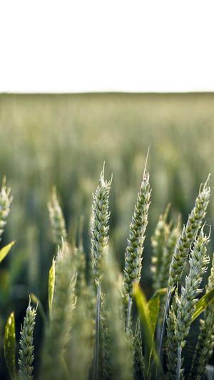 纳尼亚传奇2截图2