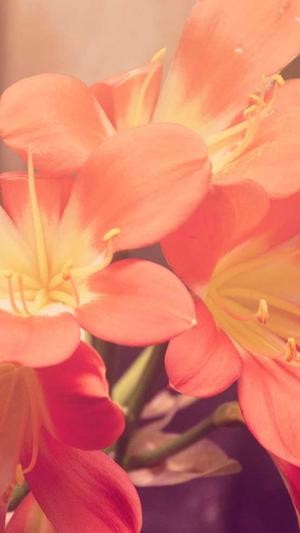 木木冒险岛截图4