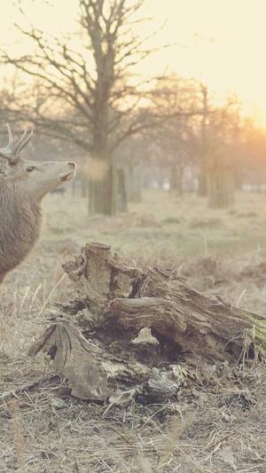 维京传奇第四季截图2