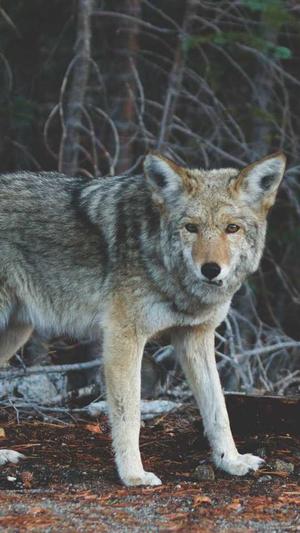 冒险岛怀旧截图2