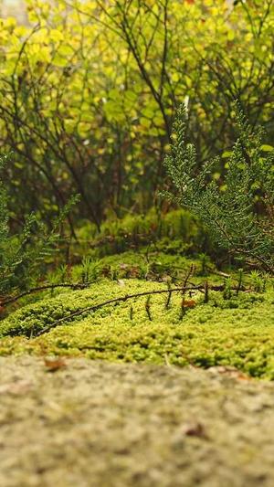 最新传奇世界私服网截图3