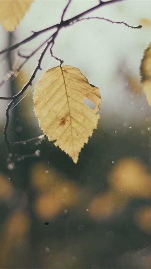 冒险岛守护天使绿水灵截图3