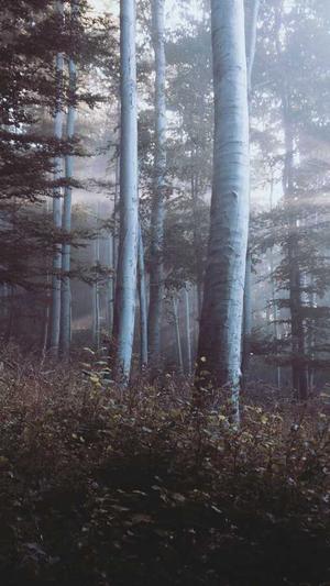 冒险岛守护天使绿水灵截图2